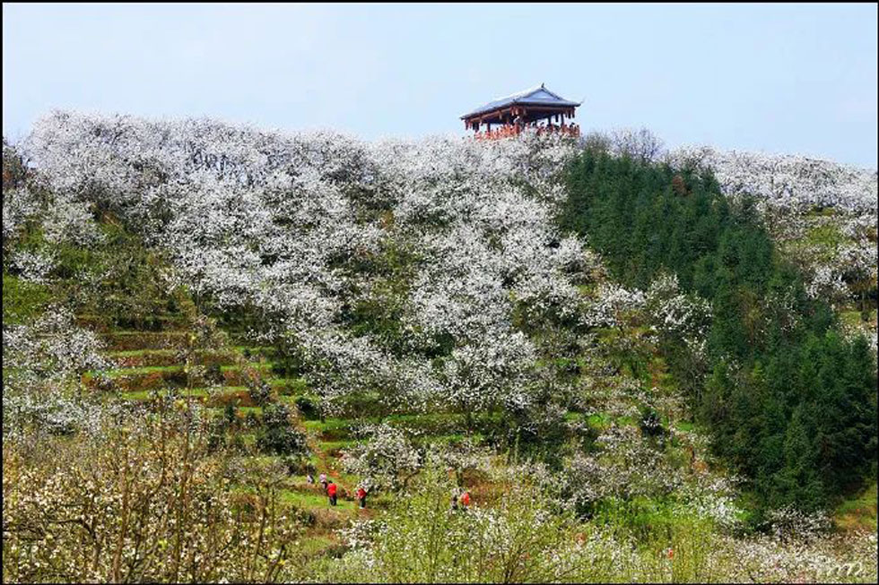 【春天，广西桂林灌阳县向您发出邀请！】我们在灌阳看梨花 - 游山玩水 - 宜昌生活社区 - 宜昌28生活网 yc.28life.net