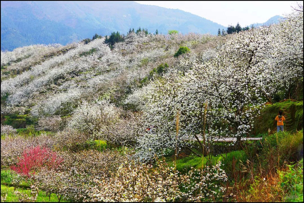 【春天，广西桂林灌阳县向您发出邀请！】我们在灌阳看梨花 - 游山玩水 - 宜昌生活社区 - 宜昌28生活网 yc.28life.net