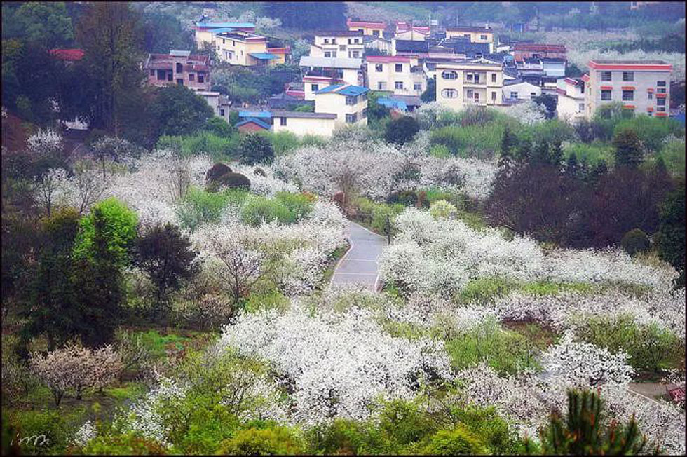 【春天，广西桂林灌阳县向您发出邀请！】我们在灌阳看梨花 - 游山玩水 - 宜昌生活社区 - 宜昌28生活网 yc.28life.net