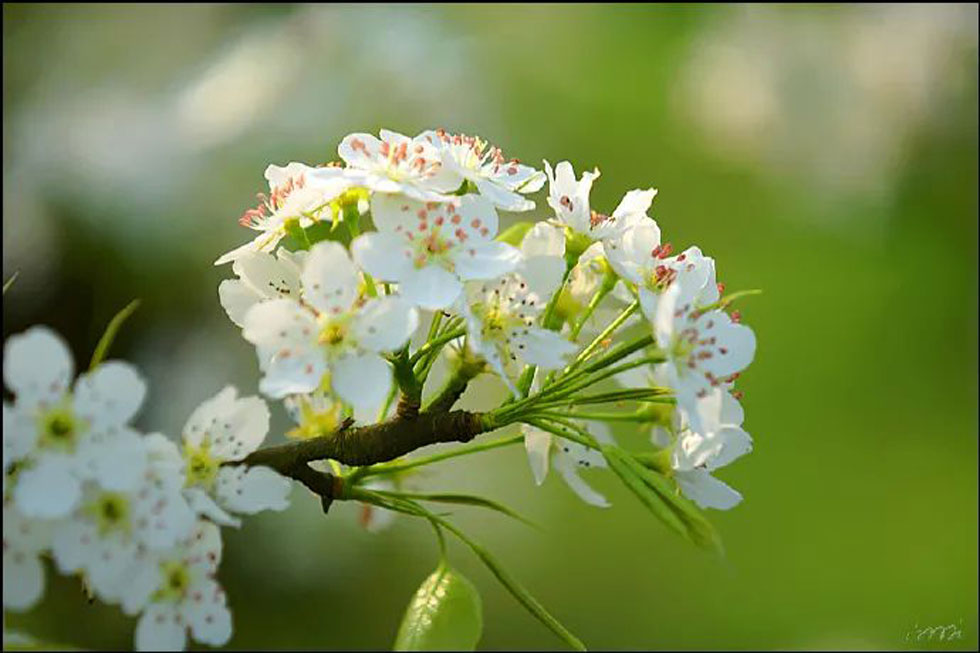 【春天，广西桂林灌阳县向您发出邀请！】我们在灌阳看梨花 - 游山玩水 - 宜昌生活社区 - 宜昌28生活网 yc.28life.net