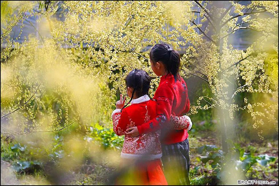 【春天，广西桂林灌阳县向您发出邀请！】米珠山前有片山苍子花在飘香 - 游山玩水 - 宜昌生活社区 - 宜昌28生活网 yc.28life.net