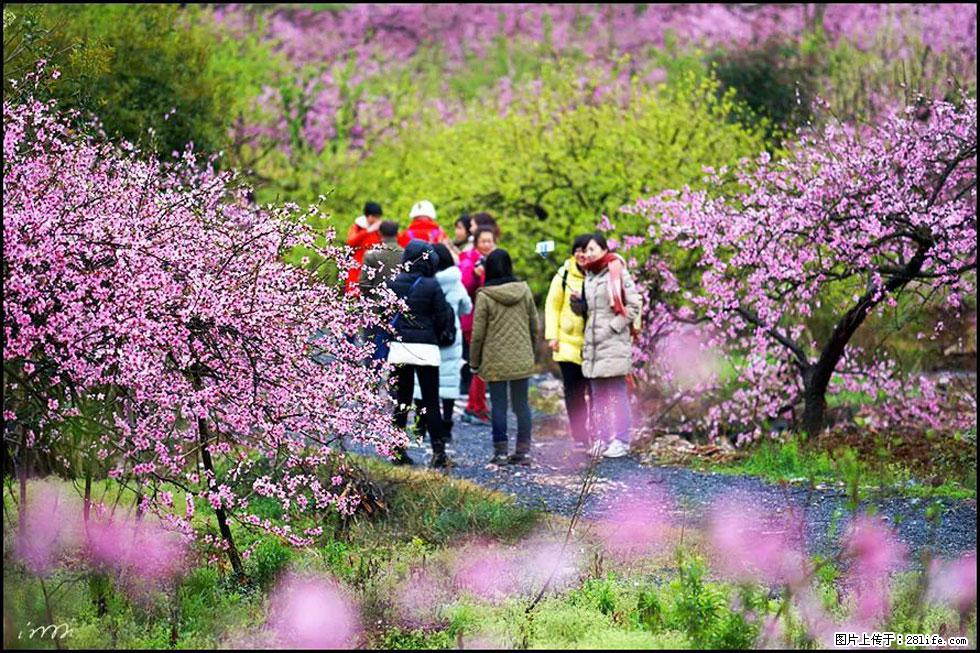 【春天，广西桂林灌阳县向您发出邀请！】官庄村有个醉美的桃花园 - 游山玩水 - 宜昌生活社区 - 宜昌28生活网 yc.28life.net