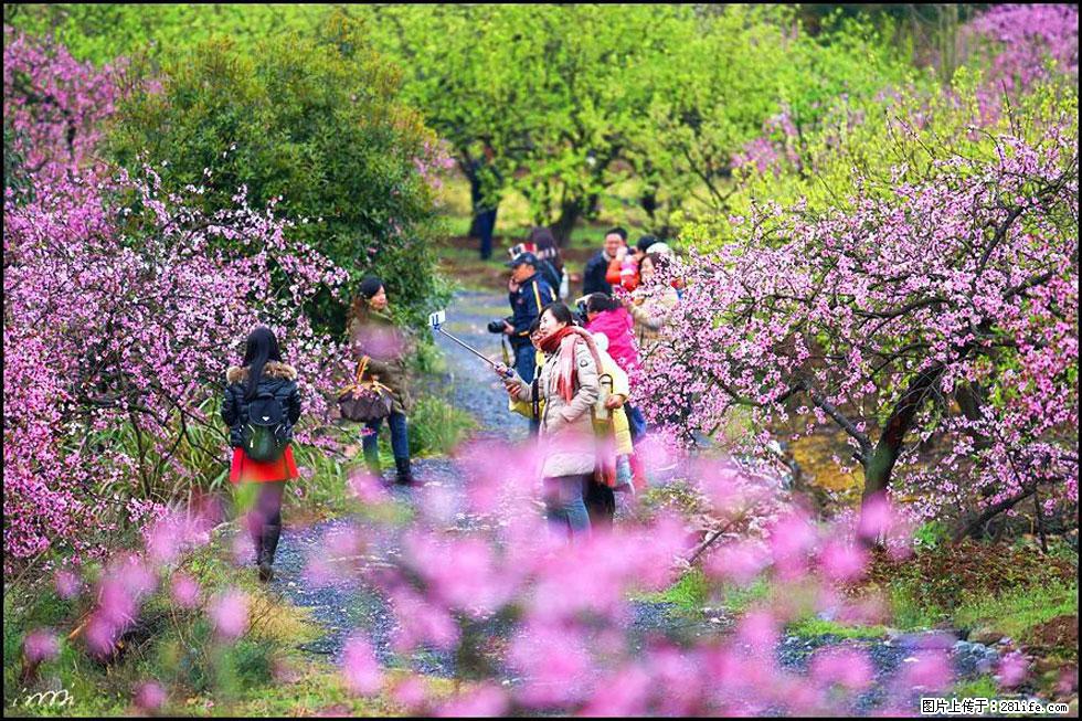 【春天，广西桂林灌阳县向您发出邀请！】官庄村有个醉美的桃花园 - 游山玩水 - 宜昌生活社区 - 宜昌28生活网 yc.28life.net