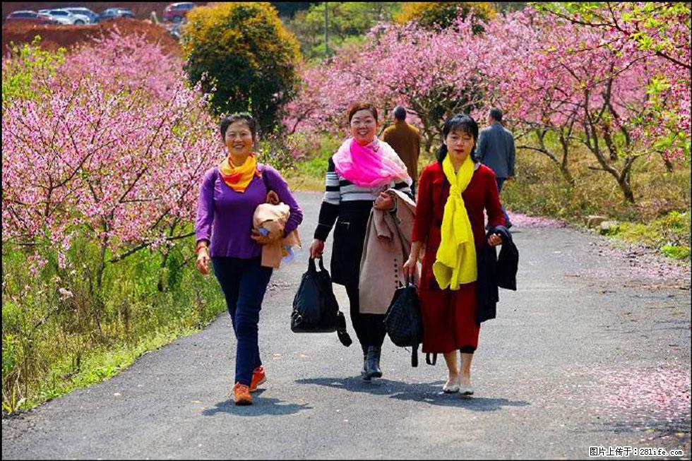 【春天，广西桂林灌阳县向您发出邀请！】官庄村有个醉美的桃花园 - 游山玩水 - 宜昌生活社区 - 宜昌28生活网 yc.28life.net