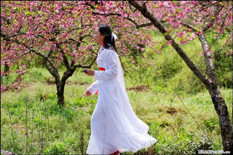 【春天，广西桂林灌阳县向您发出邀请！】官庄村有个醉美的桃花园 - 游山玩水 - 宜昌生活社区 - 宜昌28生活网 yc.28life.net