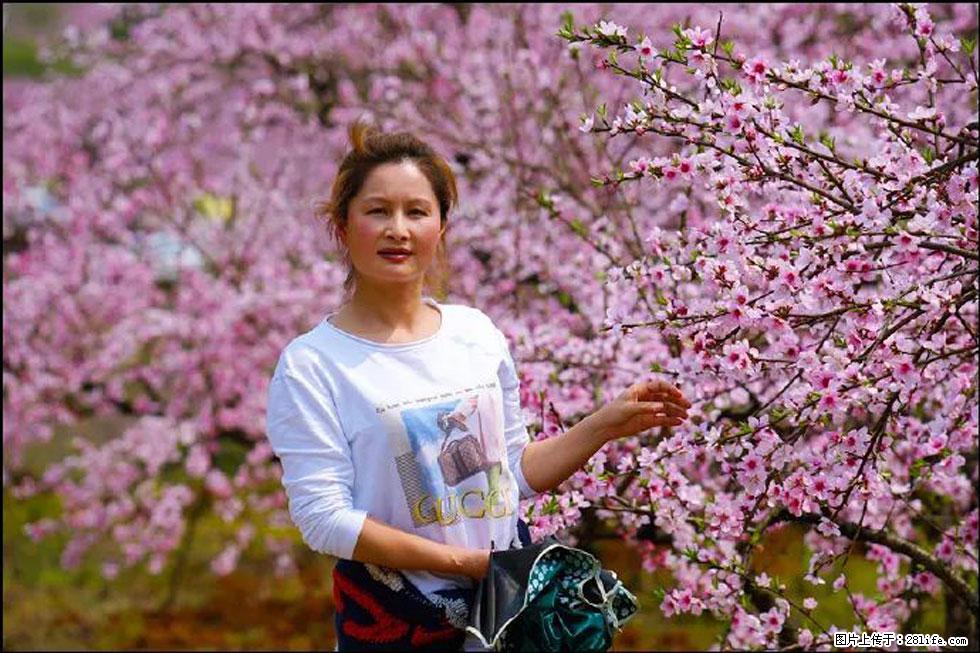 【春天，广西桂林灌阳县向您发出邀请！】官庄村有个醉美的桃花园 - 游山玩水 - 宜昌生活社区 - 宜昌28生活网 yc.28life.net