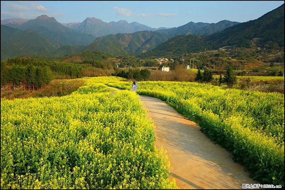 【春天，广西桂林灌阳县向您发出邀请！】长坪村油菜盛情花开 - 游山玩水 - 宜昌生活社区 - 宜昌28生活网 yc.28life.net