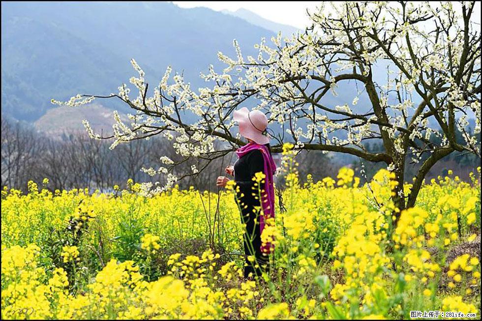 【春天，广西桂林灌阳县向您发出邀请！】长坪村油菜盛情花开 - 游山玩水 - 宜昌生活社区 - 宜昌28生活网 yc.28life.net