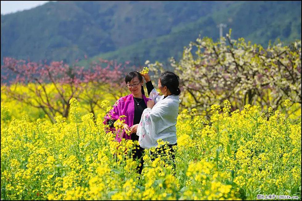 【春天，广西桂林灌阳县向您发出邀请！】长坪村油菜盛情花开 - 游山玩水 - 宜昌生活社区 - 宜昌28生活网 yc.28life.net