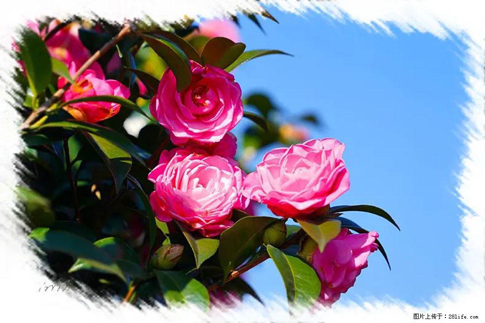 【春天，广西桂林灌阳县向您发出邀请！】杨柳井茶花惹人爱 - 游山玩水 - 宜昌生活社区 - 宜昌28生活网 yc.28life.net