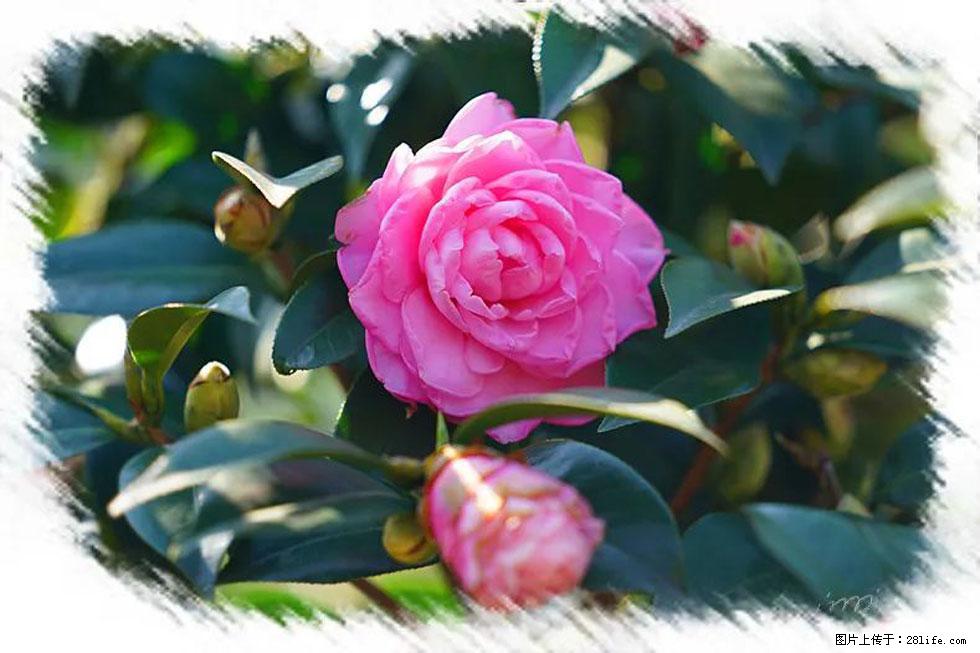 【春天，广西桂林灌阳县向您发出邀请！】杨柳井茶花惹人爱 - 游山玩水 - 宜昌生活社区 - 宜昌28生活网 yc.28life.net