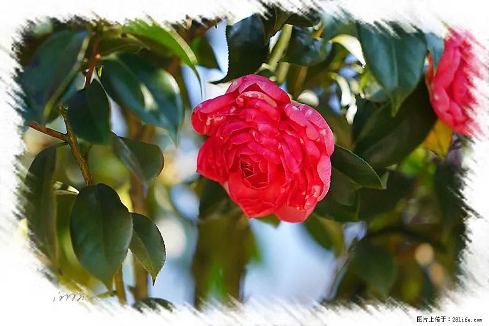【春天，广西桂林灌阳县向您发出邀请！】杨柳井茶花惹人爱 - 游山玩水 - 宜昌生活社区 - 宜昌28生活网 yc.28life.net