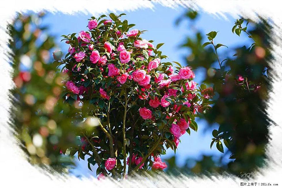 【春天，广西桂林灌阳县向您发出邀请！】杨柳井茶花惹人爱 - 游山玩水 - 宜昌生活社区 - 宜昌28生活网 yc.28life.net