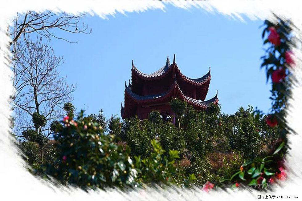 【春天，广西桂林灌阳县向您发出邀请！】杨柳井茶花惹人爱 - 游山玩水 - 宜昌生活社区 - 宜昌28生活网 yc.28life.net