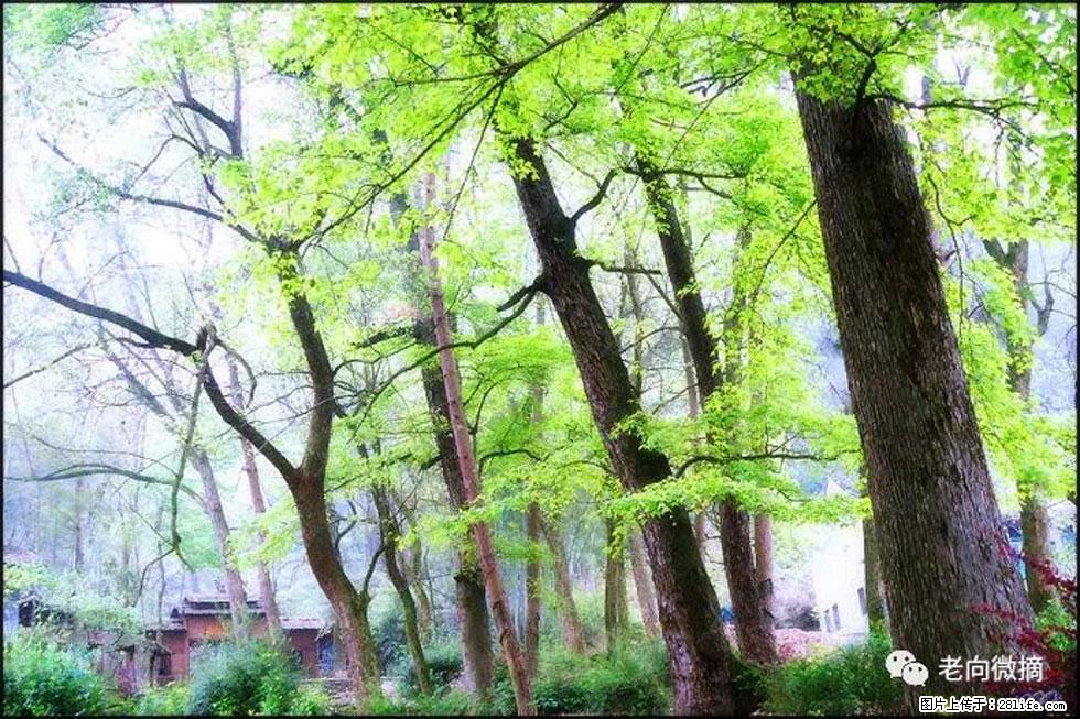 【春天，广西桂林灌阳县向您发出邀请！】在小龙村与春天约会 - 游山玩水 - 宜昌生活社区 - 宜昌28生活网 yc.28life.net