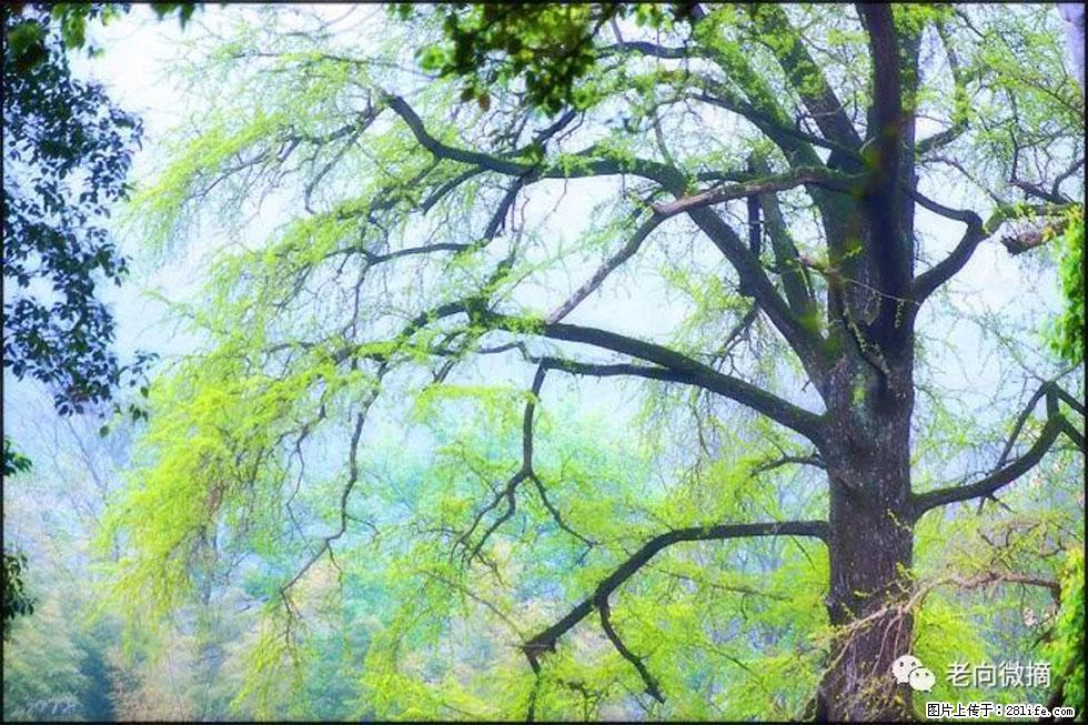 【春天，广西桂林灌阳县向您发出邀请！】在小龙村与春天约会 - 游山玩水 - 宜昌生活社区 - 宜昌28生活网 yc.28life.net