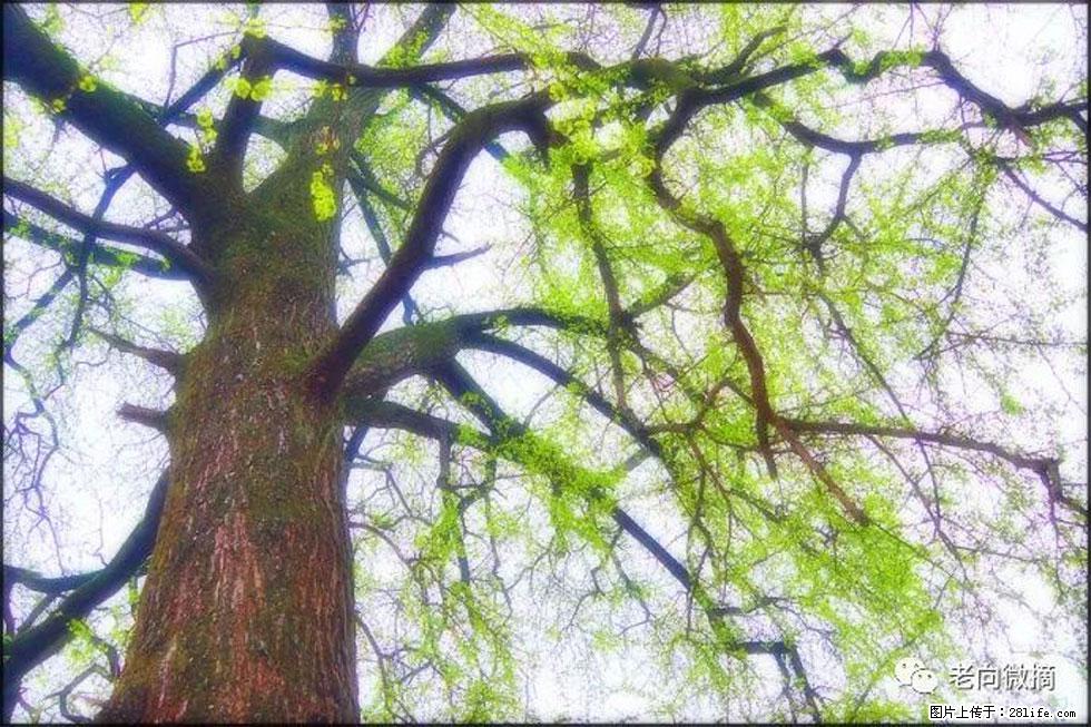 【春天，广西桂林灌阳县向您发出邀请！】在小龙村与春天约会 - 游山玩水 - 宜昌生活社区 - 宜昌28生活网 yc.28life.net