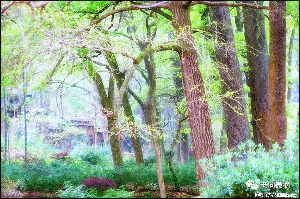【春天，广西桂林灌阳县向您发出邀请！】在小龙村与春天约会 - 游山玩水 - 宜昌生活社区 - 宜昌28生活网 yc.28life.net