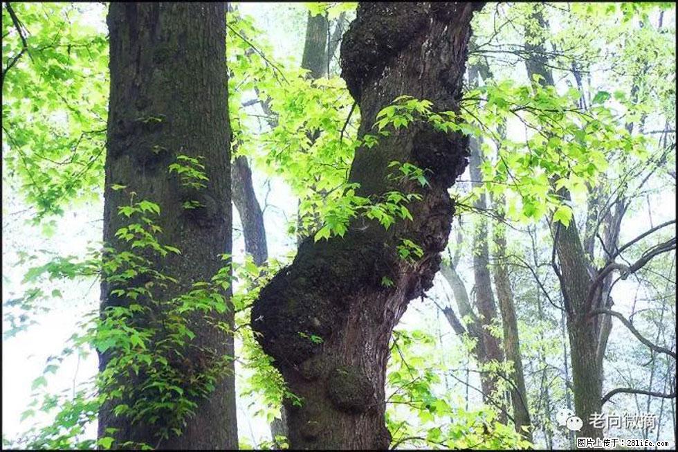 【春天，广西桂林灌阳县向您发出邀请！】在小龙村与春天约会 - 游山玩水 - 宜昌生活社区 - 宜昌28生活网 yc.28life.net