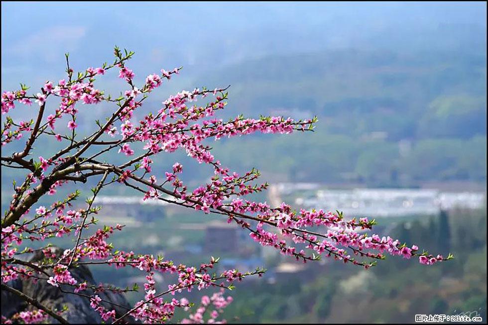 【春天，广西桂林灌阳县向您发出邀请！】望月岭上桃花开 - 游山玩水 - 宜昌生活社区 - 宜昌28生活网 yc.28life.net