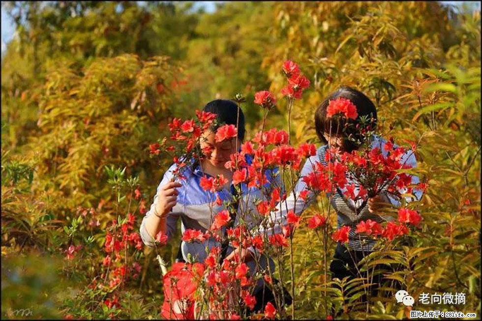 【春天，广西桂林灌阳县向您发出邀请！】登麒麟山，相约映山红 - 游山玩水 - 宜昌生活社区 - 宜昌28生活网 yc.28life.net