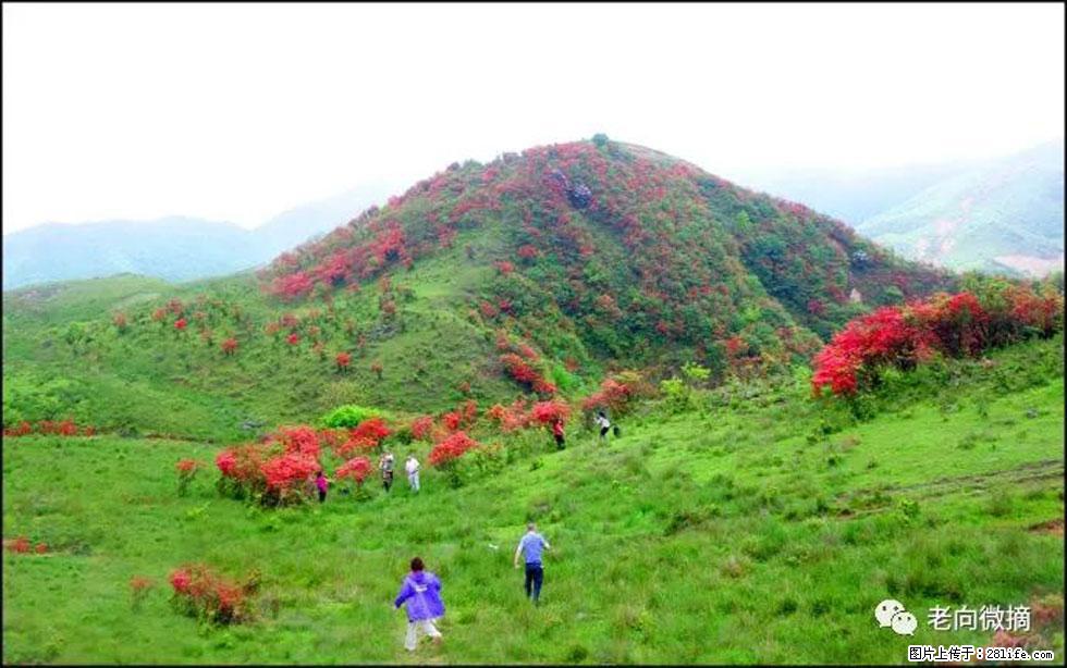 【春天，广西桂林灌阳县向您发出邀请！】宝盖山上映山红 - 游山玩水 - 宜昌生活社区 - 宜昌28生活网 yc.28life.net