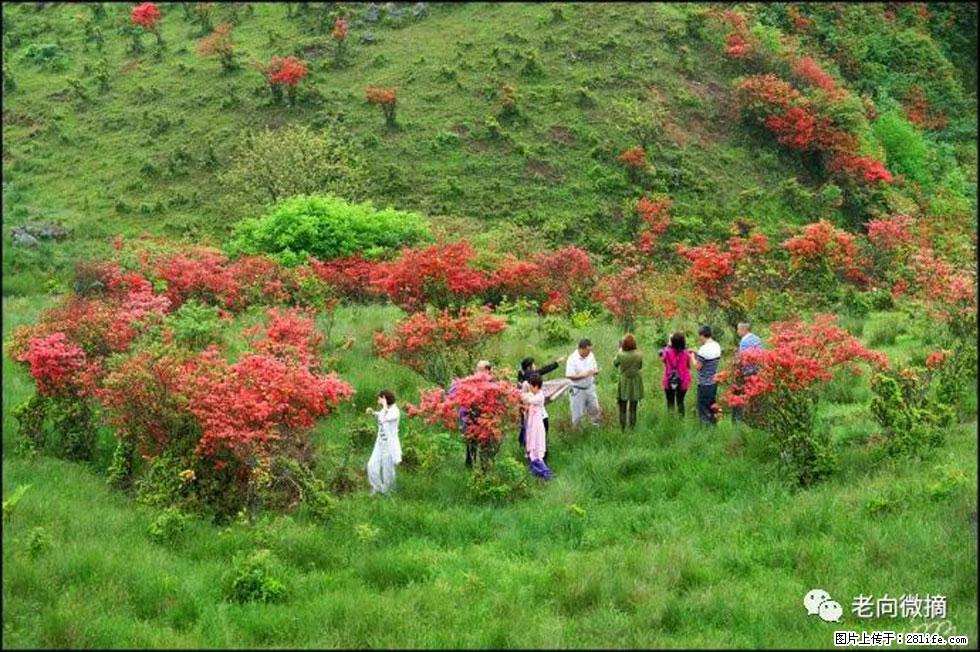 【春天，广西桂林灌阳县向您发出邀请！】宝盖山上映山红 - 游山玩水 - 宜昌生活社区 - 宜昌28生活网 yc.28life.net