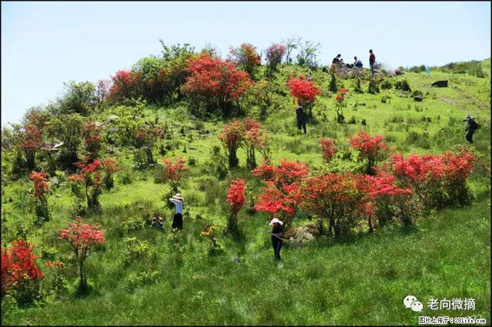 【春天，广西桂林灌阳县向您发出邀请！】宝盖山上映山红 - 游山玩水 - 宜昌生活社区 - 宜昌28生活网 yc.28life.net