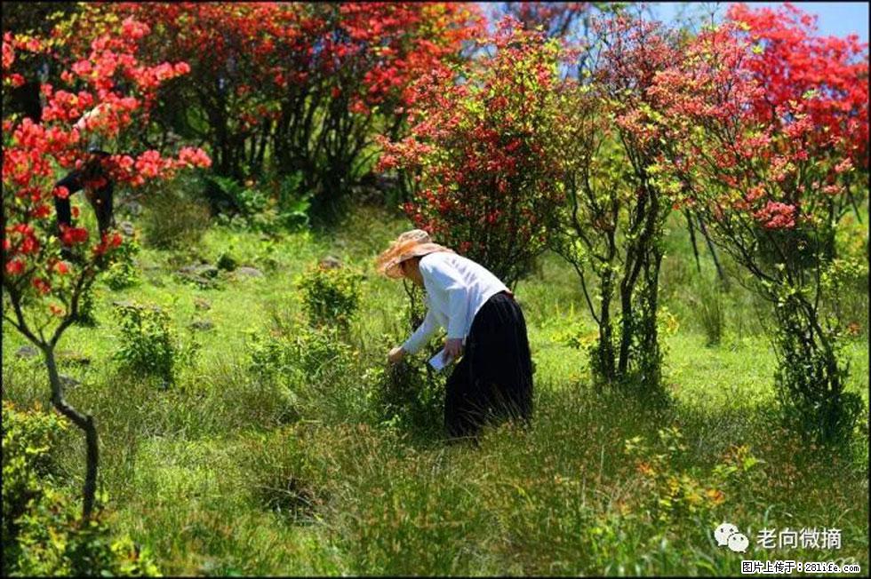 【春天，广西桂林灌阳县向您发出邀请！】宝盖山上映山红 - 游山玩水 - 宜昌生活社区 - 宜昌28生活网 yc.28life.net