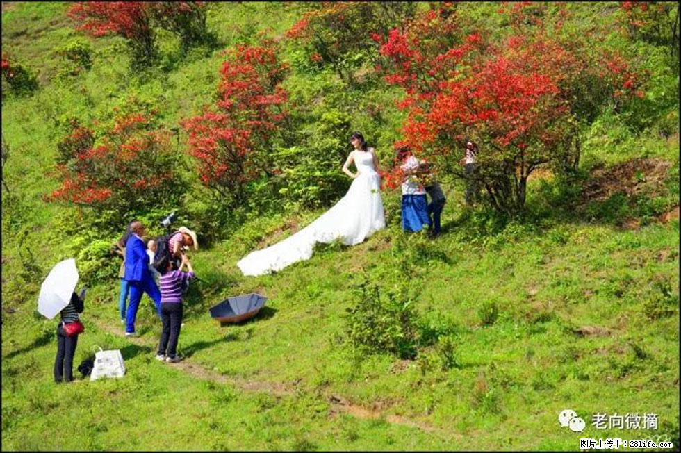 【春天，广西桂林灌阳县向您发出邀请！】宝盖山上映山红 - 游山玩水 - 宜昌生活社区 - 宜昌28生活网 yc.28life.net