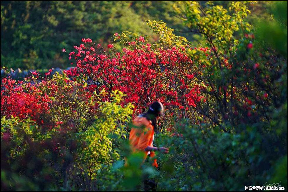 【春天，广西桂林灌阳县向您发出邀请！】春木界上映山红 - 游山玩水 - 宜昌生活社区 - 宜昌28生活网 yc.28life.net