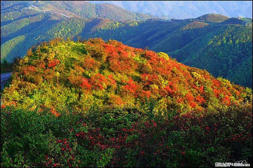 【春天，广西桂林灌阳县向您发出邀请！】春木界上映山红 - 游山玩水 - 宜昌生活社区 - 宜昌28生活网 yc.28life.net