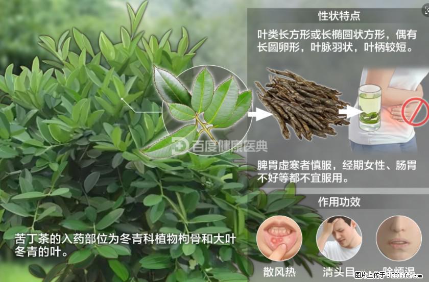 苦丁茶有哪些功效和作用 - 生活百科 - 宜昌生活社区 - 宜昌28生活网 yc.28life.net
