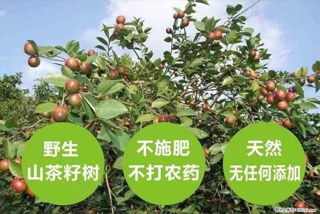 【灌阳县油茶产业示范区】一个有着充实的精神生活的人，对待身外之物自会有一种淡泊的态度 - 土特产 - 饮食特产 - 宜昌分类信息 - 宜昌28生活网 yc.28life.net