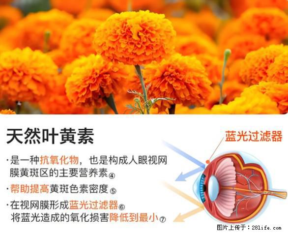 叶黄素有什么功效和作用 - 生活百科 - 宜昌生活社区 - 宜昌28生活网 yc.28life.net