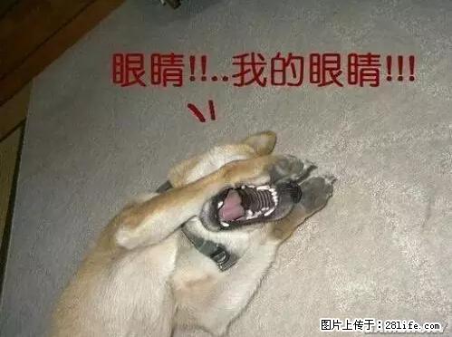 笑癫了！一女的怀孕三年未生，他终于忍不住了... - 娱乐八卦 - 宜昌生活社区 - 宜昌28生活网 yc.28life.net