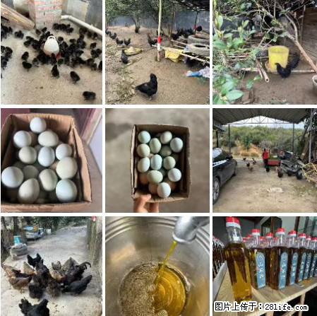 油茶园从小鸡仔开始养起的纯土鸡、土鸡蛋可以预定啦！还有前几天刚榨的纯山茶油哦 - 美食天地 - 宜昌生活社区 - 宜昌28生活网 yc.28life.net