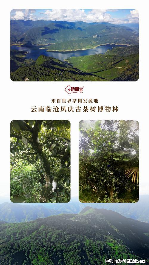 时间果百年古树2025年春红茶 - 购物交流 - 宜昌生活社区 - 宜昌28生活网 yc.28life.net