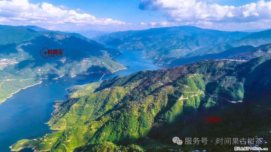 时间果百年古树龙珠普洱生茶 - 购物交流 - 宜昌生活社区 - 宜昌28生活网 yc.28life.net
