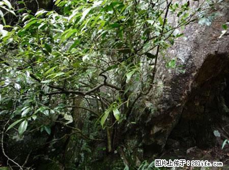 平乐石崖茶，珍贵仅次于金花茶 - 宜昌生活资讯 - 宜昌28生活网 yc.28life.net