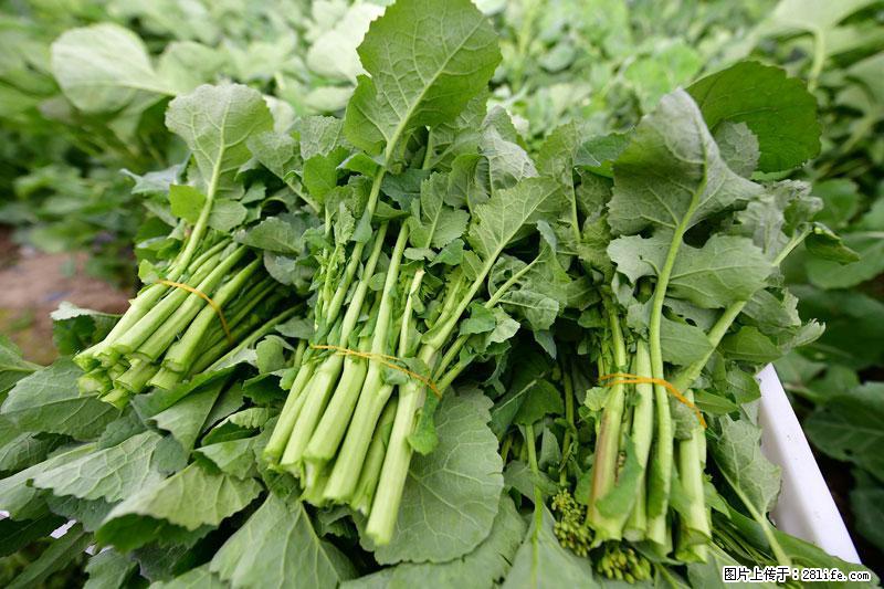 这些蔬菜是“天然钙片”，这6种被医生重点推荐 - 宜昌生活资讯 - 宜昌28生活网 yc.28life.net